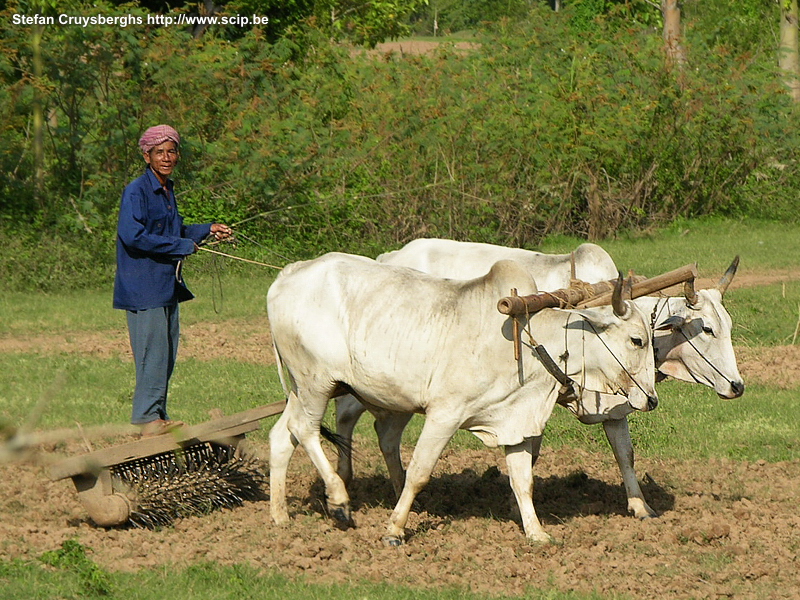 Kampong Cham - Koh Pbain Koh Paen (or Koh Pbain) is a long-drawn-out island in the Mekong. We took a bike ride between the rice and tobacco fields and the small villages. There is also a small Cham (Muslim) minority.<br />
 Stefan Cruysberghs